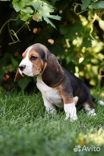 Щенки бигль