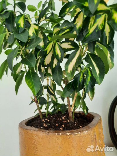 Бересклет комнатный японский