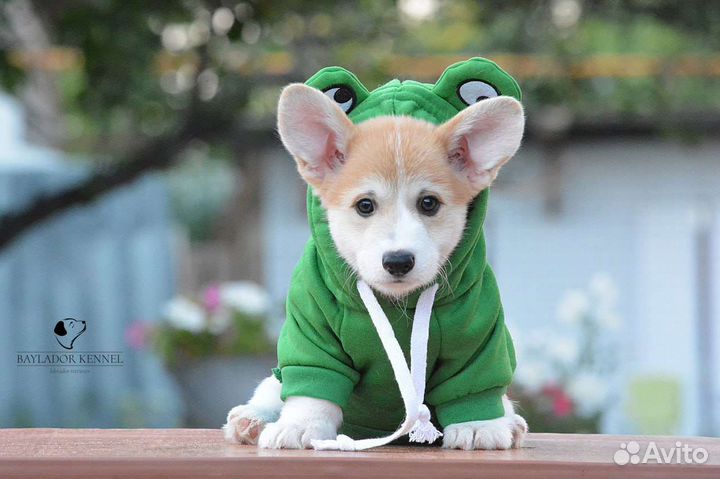 Щенки корги