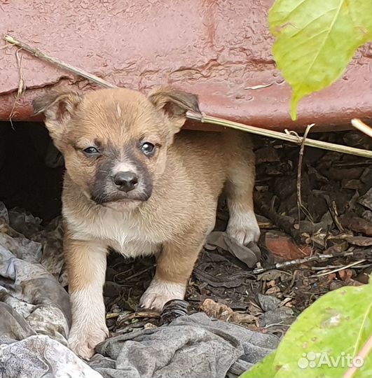 Пристроить щенков