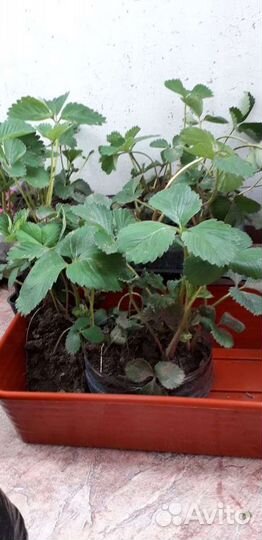 Рассада клубники