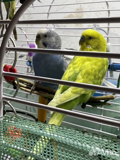 Попугай парой