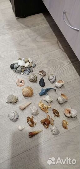Ракушки, крабики