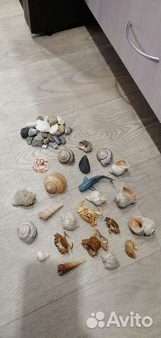 Ракушки, крабики