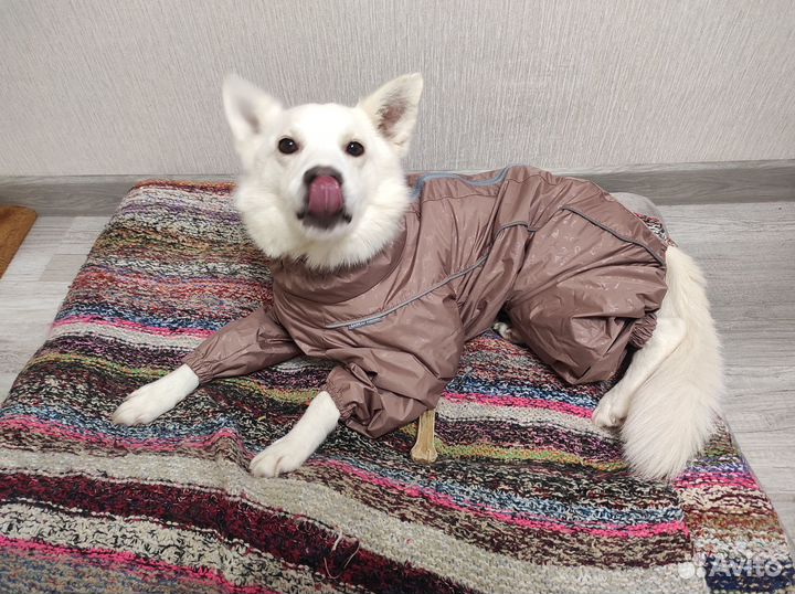 Дождевик комбинезон для собак осень/весна, кобель