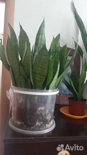 Сансевиерия тещин язык зеленая, сансевиерия Ханни