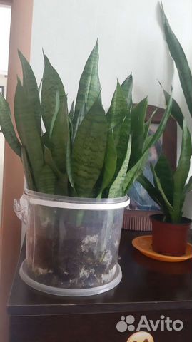 Сансевиерия тещин язык зеленая, сансевиерия Ханни
