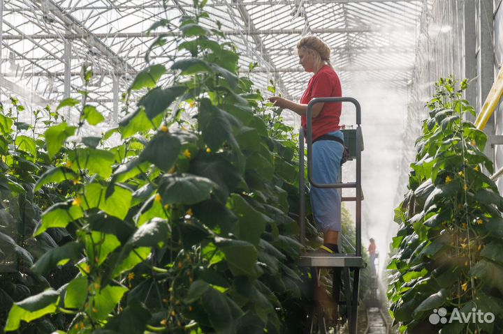 Работа в теплице