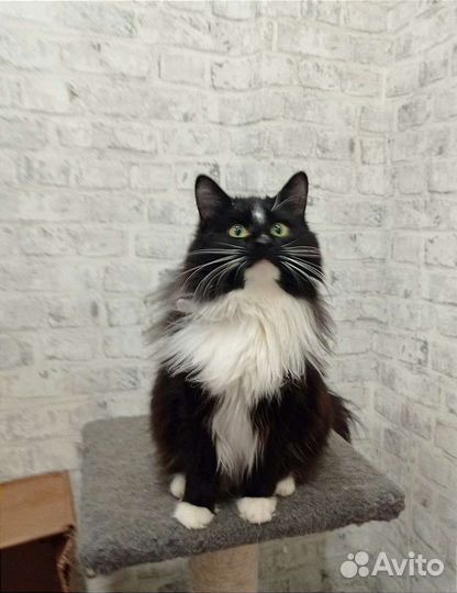 Котик Марио в добрые руки