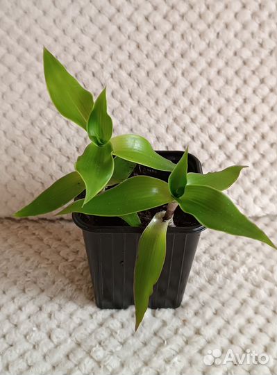 Комнатные растения: Золотой ус