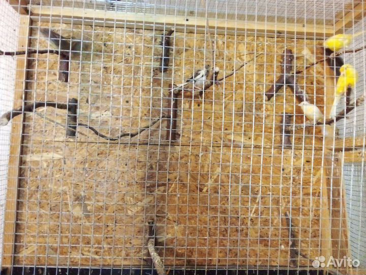 Кенор, канарейки и певчие птицы