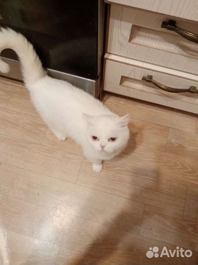 Кошки бесплатно