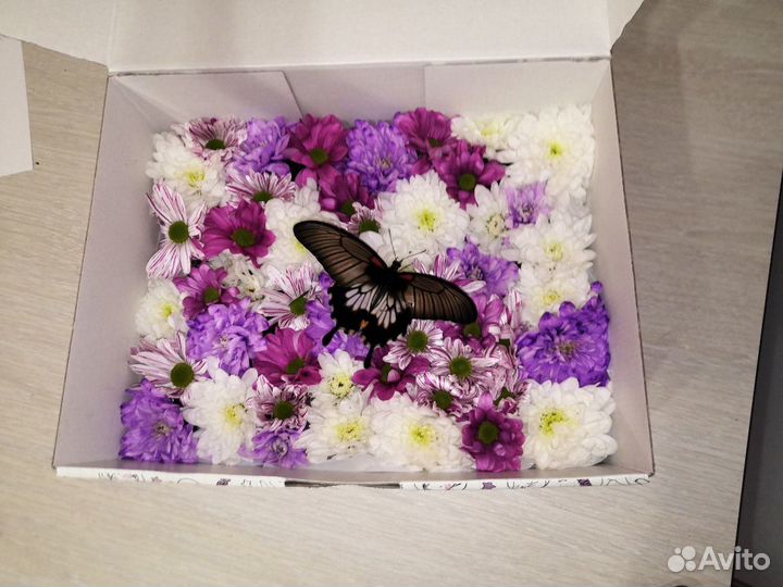 Живая бабочка в коробочке сюрприз подарок