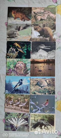 Открытки СССР, животный мир