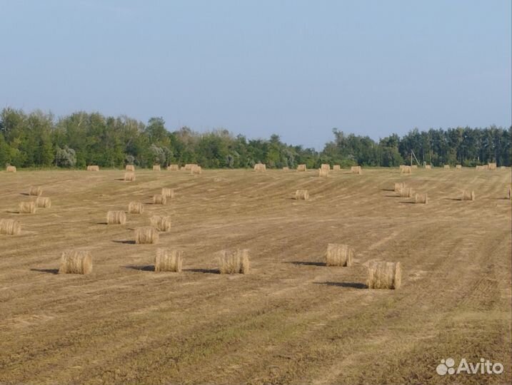 Сено люцерны в рулонах