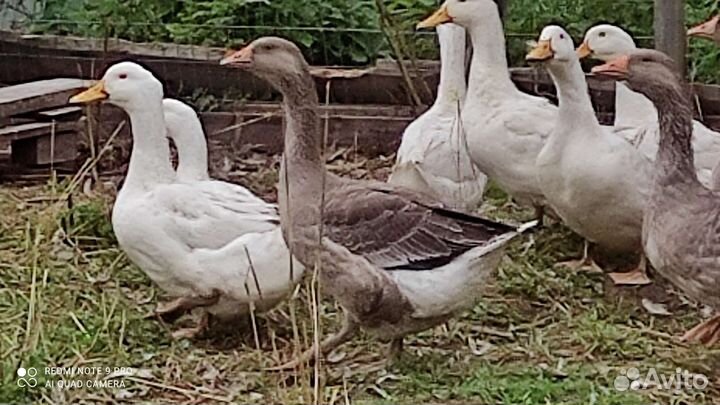 Гусь и утка ст 5