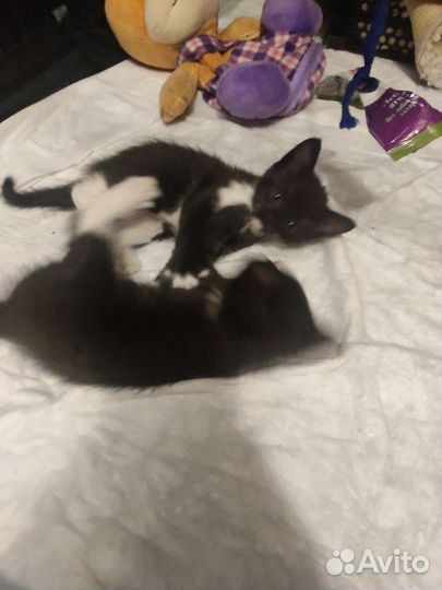 Котята в добрые руки бесплатно