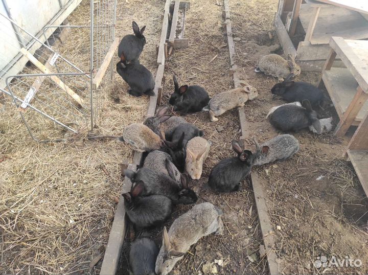 Крольчата мясных пород