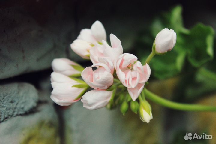 Пеларгония сортовая