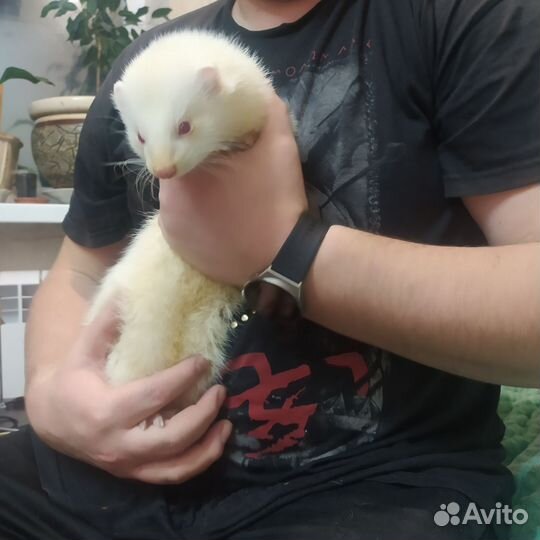 Хорек вязка