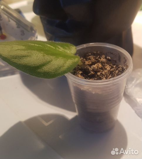 Диффенбахия