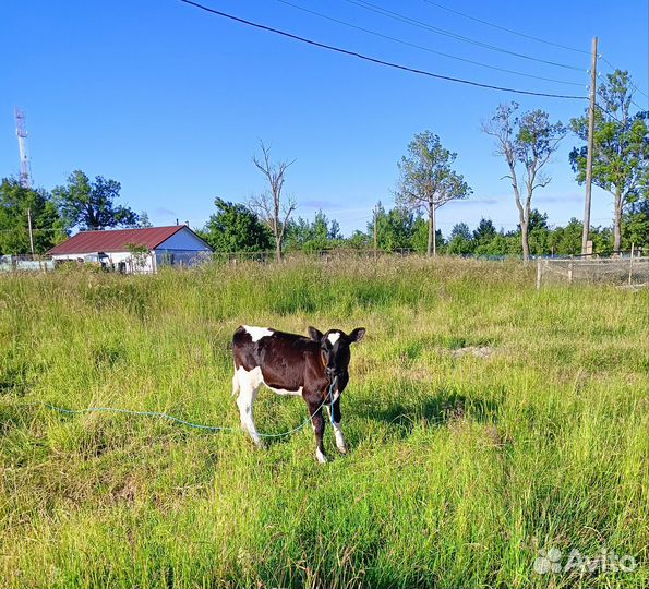 Корова дойная с теленком