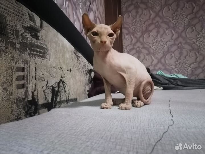Канадский сфинкс эльф котенок
