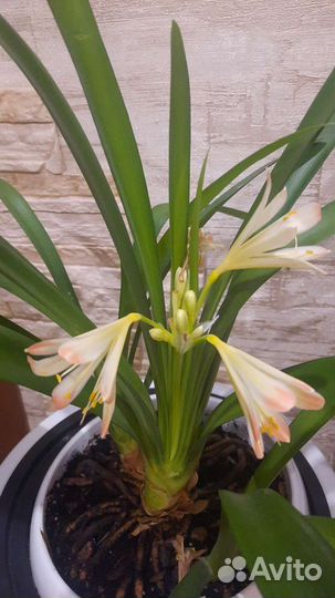 Кливия огромное растение, в горшке 3 растения+горш