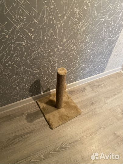 Когтеточка на котят