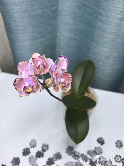 Орхидея фаленопсис бабочка