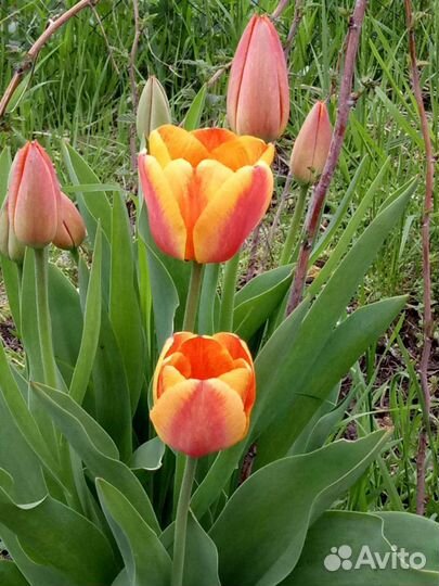 Луковицы тюльпанов