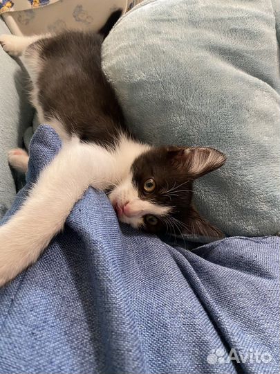 Котята в добрые руки вислоухий