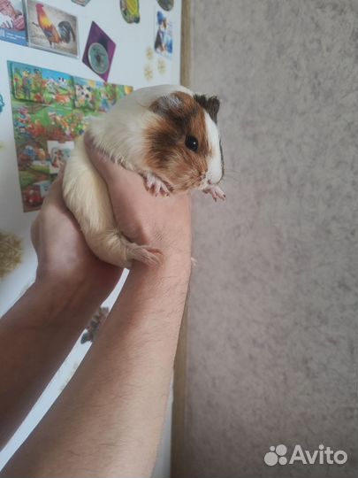 Морская свинка девочка