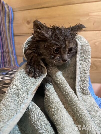 Котята