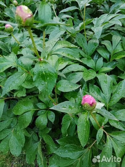 Пионы на срез