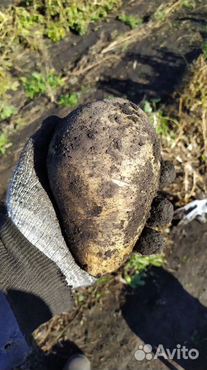 Картофель домашний с доставкой