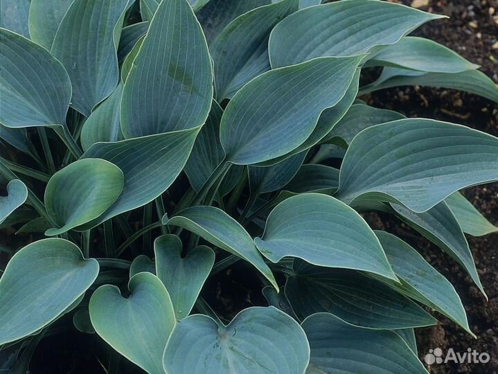 Многолетние садовые цветы