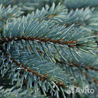 Ель голубая карликовая Карпатен (Глаука Глобоза)