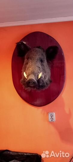 Голова кабана на доске