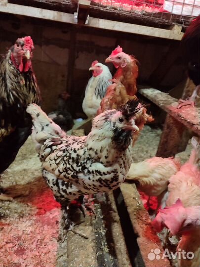 Инкубационное яйцо, цыплята под заказ