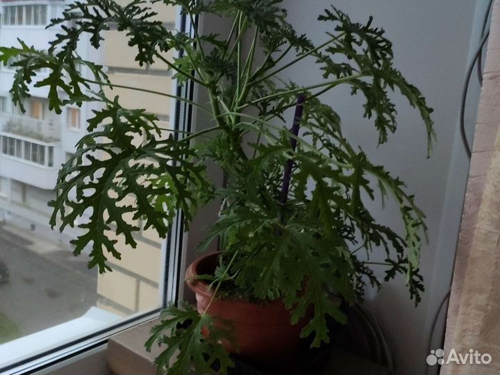 Душистая герань