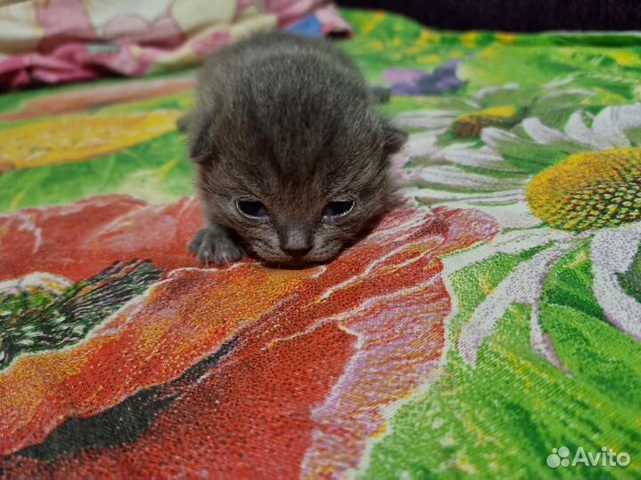 Британские котята