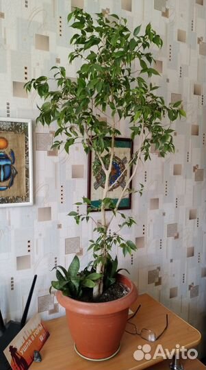 Фикус Бенджамина 85 см от земли