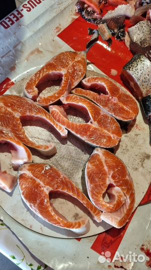 Форель свежемороженая Опт