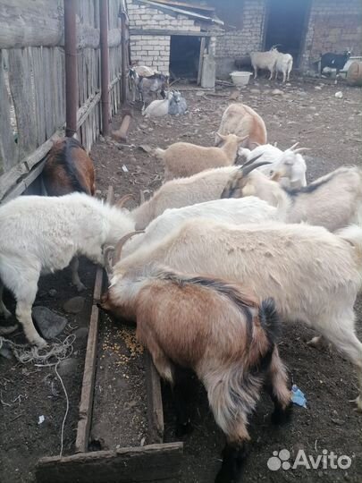 Нубийские козы