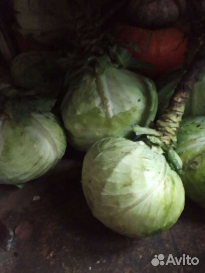 Капуста белокочанная,кабачки, тыква