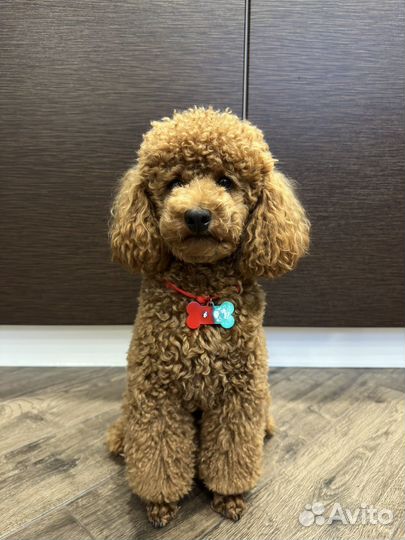 Адресники для собак ручной работы