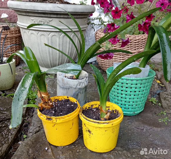 Комнатные цветы кливия