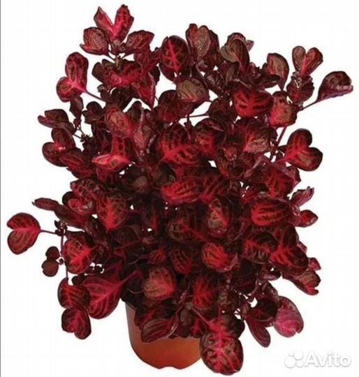 Строманта,калатея,фикус