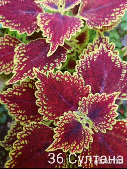 Набор колеусов 1